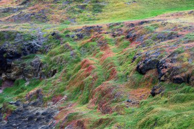Bazalt kayada renkli yosun - Phillip Adası, Victoria, Avustralya