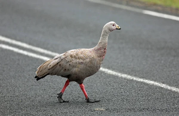 Cape Barren Goose Úton Phillip Island Victoria Ausztrália — Stock Fotó