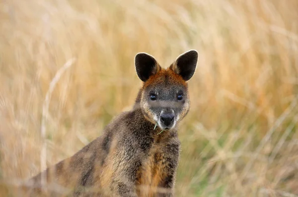 Wallaby Portrait Phillip Island Victoria Australien — Stockfoto