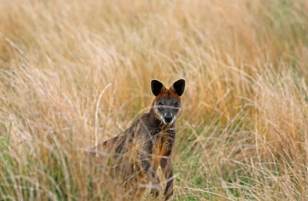Wallaby Watching Phillip Island Victoria Австралия — стоковое фото