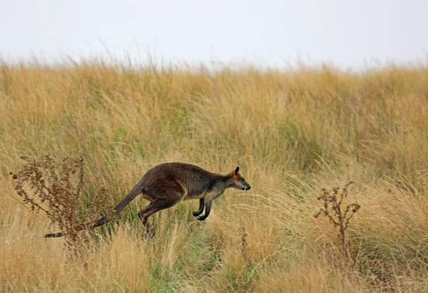 Wallaby Long Jump Phillip Island Victoria Australia — Stock Photo, Image