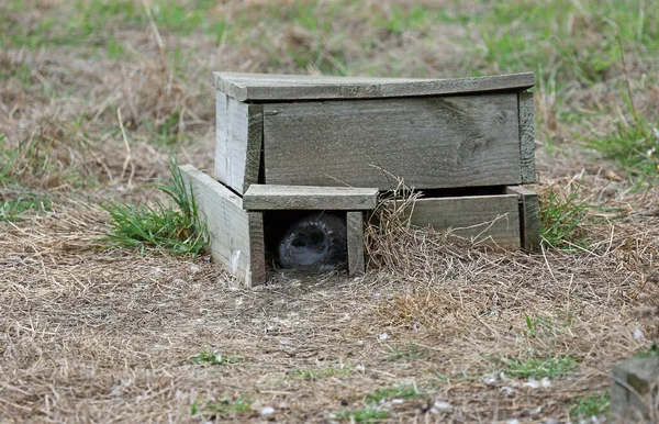 Little Blue Penguin Nest Box Phillip Island Victoria Australië — Stockfoto