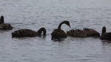 Siyah Kuğu - Victoria, Avustralya