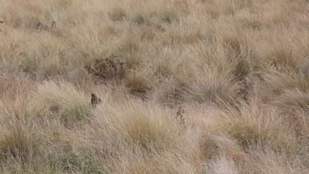 Wallaby Escondendo Grama Phillip Island Victoria Austrália — Vídeo de Stock