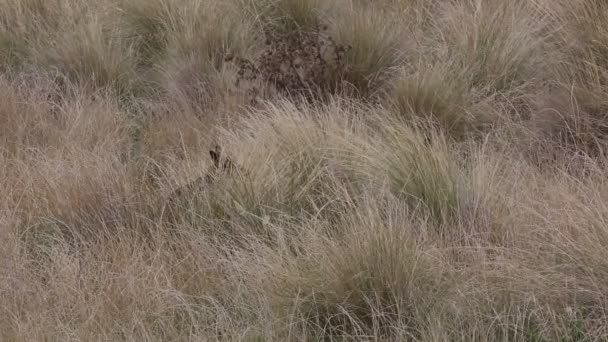 Dois Wallabies Escondidos Grama Phillip Island Victoria Austrália — Vídeo de Stock
