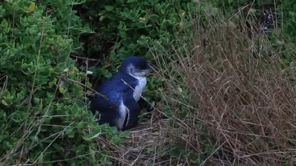 Pequeno Pinguim Azul Phillip Island Victoria Austrália — Vídeo de Stock