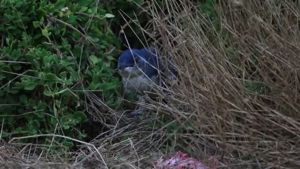 Pequeno Pinguim Azul Escondido Grama Phillip Island Victoria Austrália — Vídeo de Stock