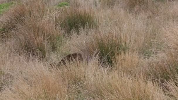 Desaparecimento Wallaby Phillip Island Victoria Austrália — Vídeo de Stock