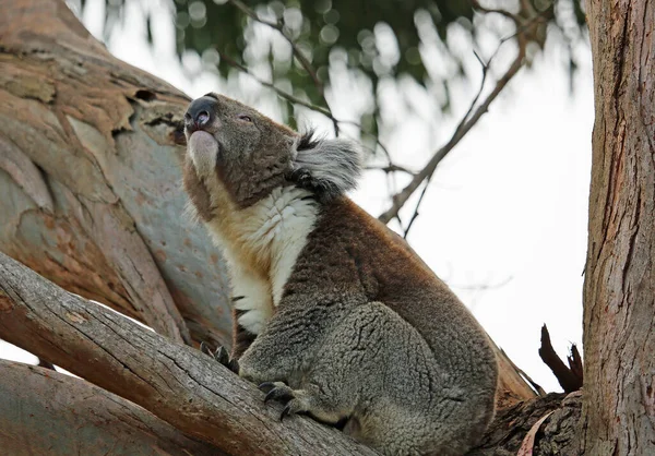 Koala Calling Kennett River Victoria Australia — Stock Photo, Image