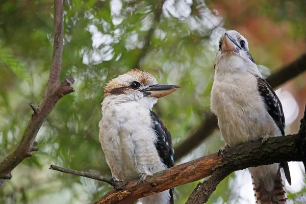 Skrattande Kookaburra Victoria Australien — Stockfoto