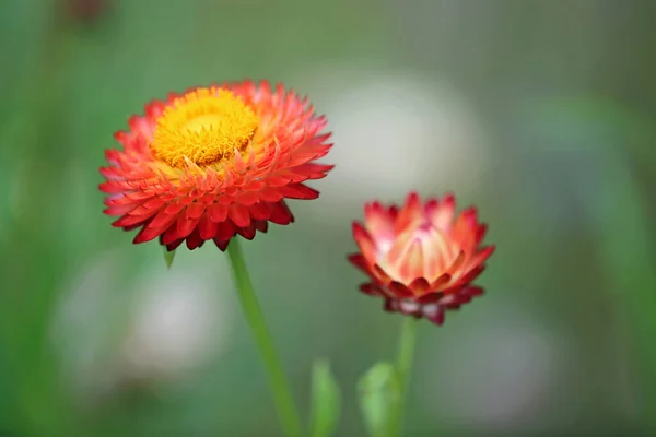 Flores Margarida Papel Vermelho Feche Imagem Com Morango — Fotografia de Stock