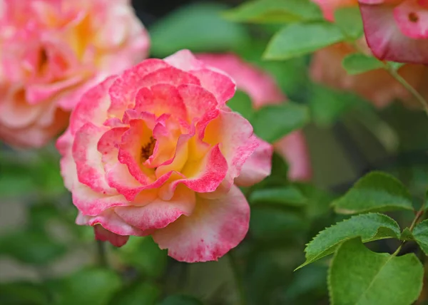 Colorato Fiore Rosa Immagine Macro Con Fiore Rosa — Foto Stock