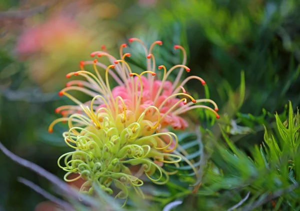 Flor Araña Victoria Australia — Foto de Stock