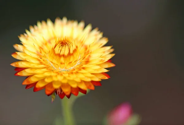 Flor Margarida Amarela Vermelha Fechar Imagem Com Morango — Fotografia de Stock