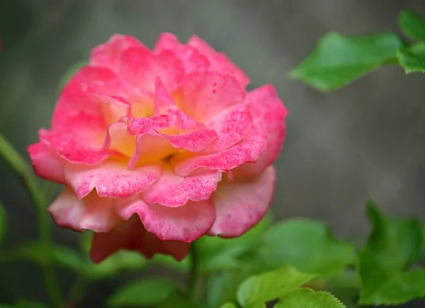Rosa Colorata Macro Immagine Con Fiore Rosa — Foto Stock