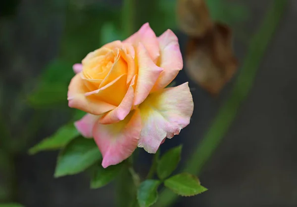 Beautiful Rose Macro Image Rose Flower — Stock Photo, Image