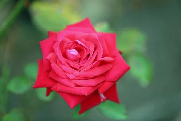 Flor Rosa Roja Macro Imagen Con Flor Rosa —  Fotos de Stock