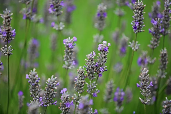 Flores Lavanda Jardim Botânico — Fotografia de Stock