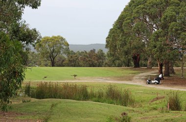 Kanguru ile golf - Anglesea, Victoria, Avustralya