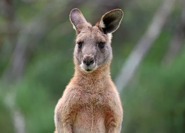 Känguru Porträt Anglesea Victoria Australien — Stockfoto