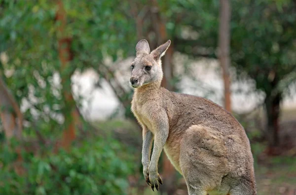 Kangaroo Profil Anglesea Victoria Australien — Stockfoto