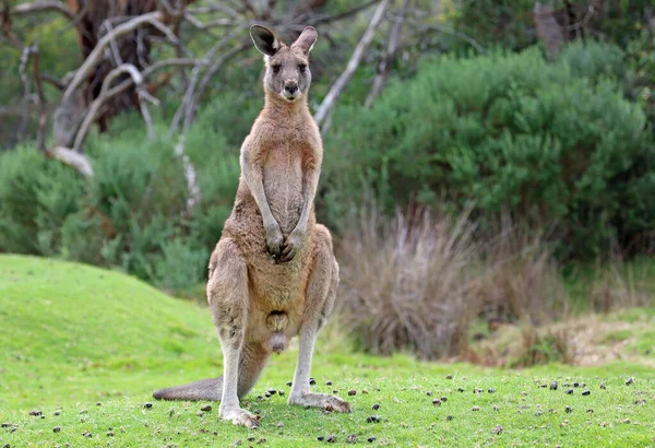 雄性袋鼠站立 维多利亚 澳大利亚 — 图库照片