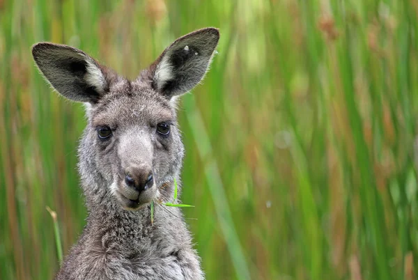 Kangaroo Med Gräs Munnen Anglesea Victoria Australien — Stockfoto