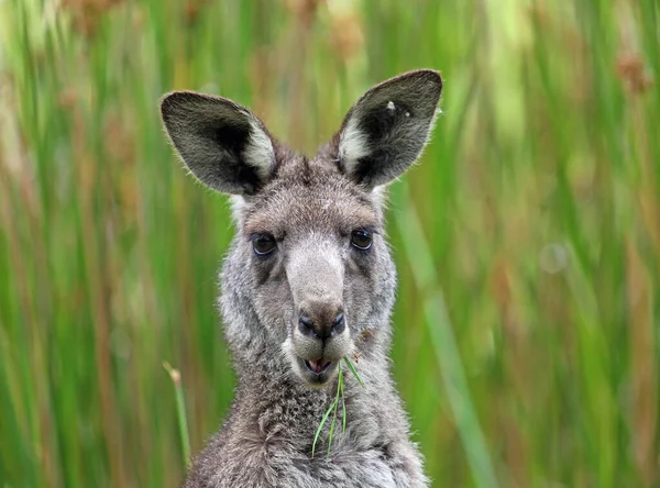 Kangaroo Eating Grass Anglesea Victoria Australia — Stock Photo, Image