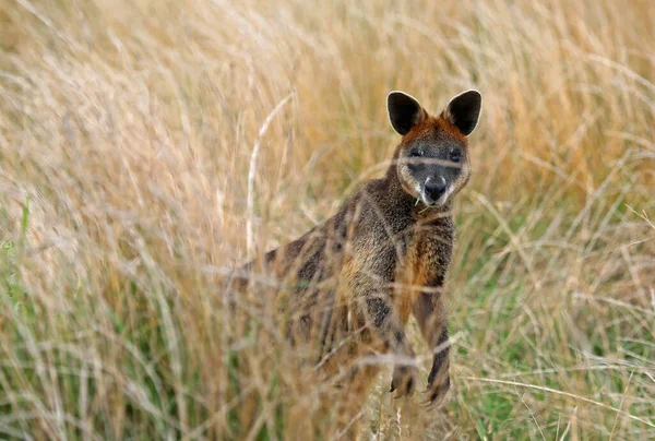 Portrait Wallaby Phillip Island Victoria Australie — Photo