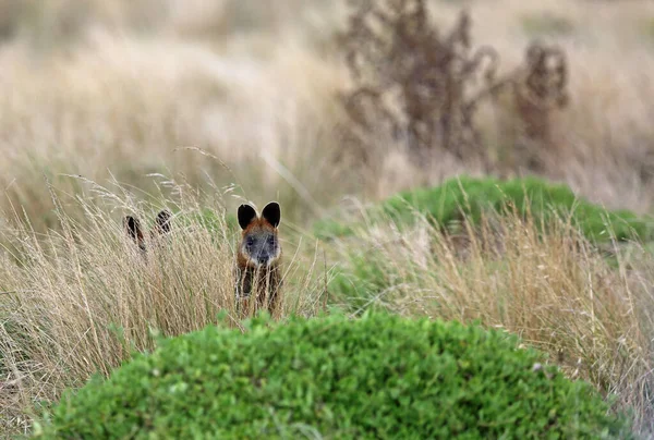 Dois Wallabies Grama Phillip Island Victoria Austrália — Fotografia de Stock