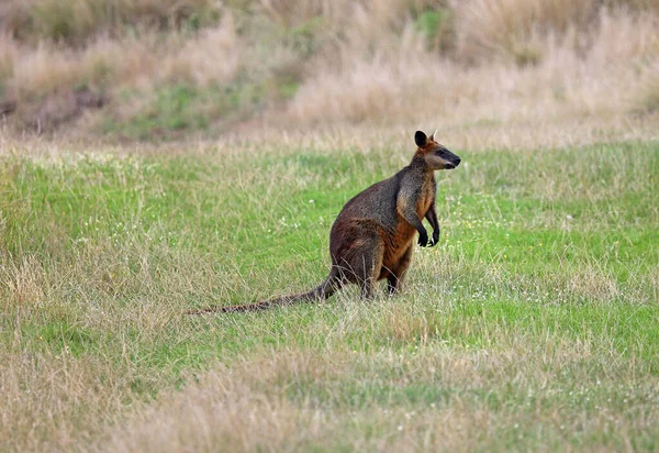 Wallaby Silhouette Phillip Island Victoria Australien — Stockfoto