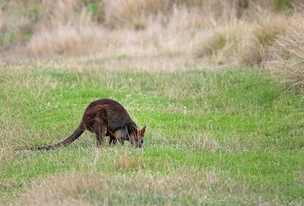 Wallaby Grazing Phillip Island Victoria Australia — Stock Photo, Image