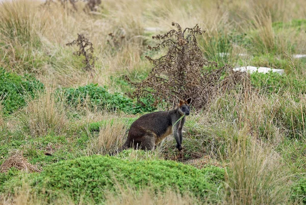 Wallaby Grass Its Mouth Phillip Island Victoria Australia — Stock Photo, Image