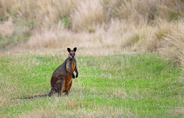 Stojący Wallaby Phillip Island Victoria Australia — Zdjęcie stockowe
