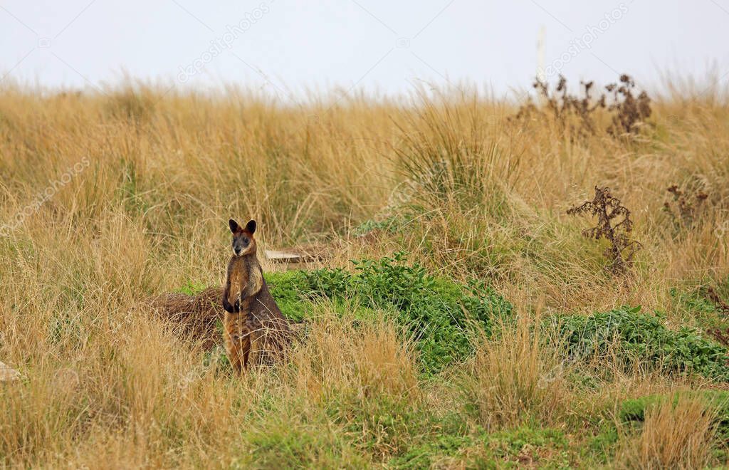 Wallaby in grass - Phillip Island, Victoria, Australia