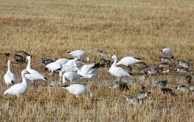 Snow geese and ducks - Bosque del Apache National Wildlife Refuge, New Mexico clipart