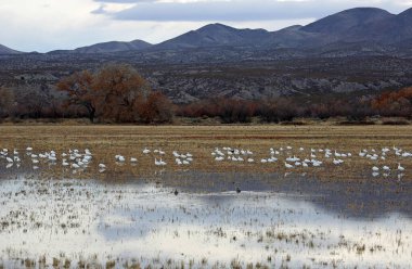 Landscape with snow geese - Bosque del Apache National Wildlife Refuge, New Mexico clipart