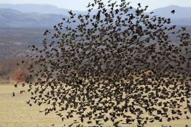 Beautiful flock of Blackbirds - Bosque del Apache National Wildlife Refuge, New Mexico clipart