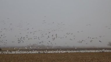 Kar kazları iniyor Bernardo Su Kuşu Yönetim Bölgesi, New Mexico