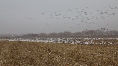 Mısır tarlasında Kahvaltı - Bernardo Su Kuşu Yönetim Bölgesi, New Mexico