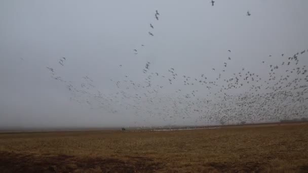 Přicházejí Husy Sněhové Bernardo Vodní Ptactvo Nové Mexiko — Stock video