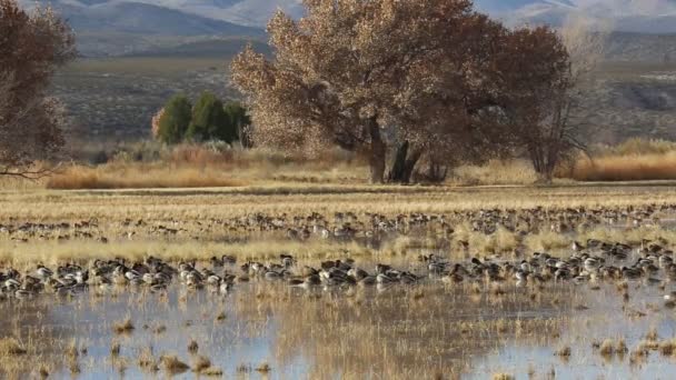 Kachny Mokřinách Bosque Del Apache National Wildlife Refuge Nové Mexiko — Stock video