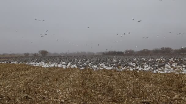 Äta Majs Bernardo Waterfowl Management Area New Mexico — Stockvideo