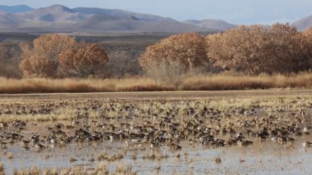 Velká Skupina Kachen Bosque Del Apache National Wildlife Refuge Nové — Stock video