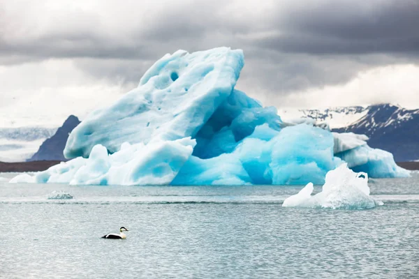 Yaban Ördeği Arka Plan Üzerinde Jokulsarlon Ile Büyük Mavi Buzdağı — Stok fotoğraf