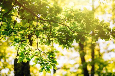 Güneş ışığında parlayan bir ağaçta taze yeni yeşil yaprakları. Closeup görünümü ile arka plan bulanık. Parlak bahar doğal arka plan