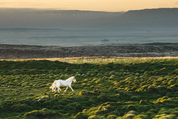 Icelandic horses at sunset. White horse with foal runs along green bumpy meadow in the rays of setting sun with mountains in the background