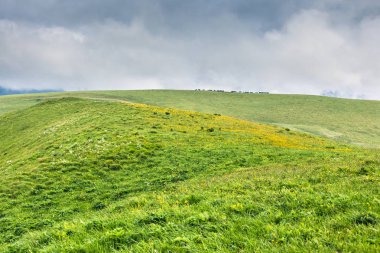 Bir yeşil tepeler, bir çayır üzerinde sarı çiçekler, at sürüsü bir mera ve karanlık alçak bulutlar bir yaz gününde haddeleme ile sakin alp sahne. Kırsal manzara, Kuzey Kafkas Dağları
