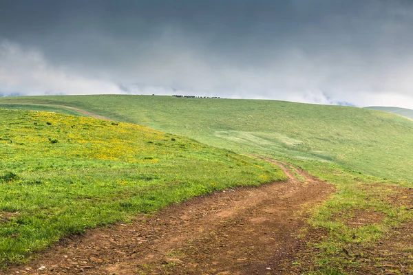 宁静的高地风光与土地蜿蜒的乡村道路上的绿色起伏的丘陵 黄色的花朵在草地上 一群马在牧场上 和黑暗的低云在夏天的一天 乡村景观 — 图库照片