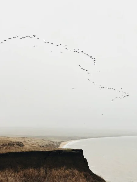 A flock of birds flying over the misty shore. Migratory birds wintering. Foggy winter day by the sea in Crimea, Russia